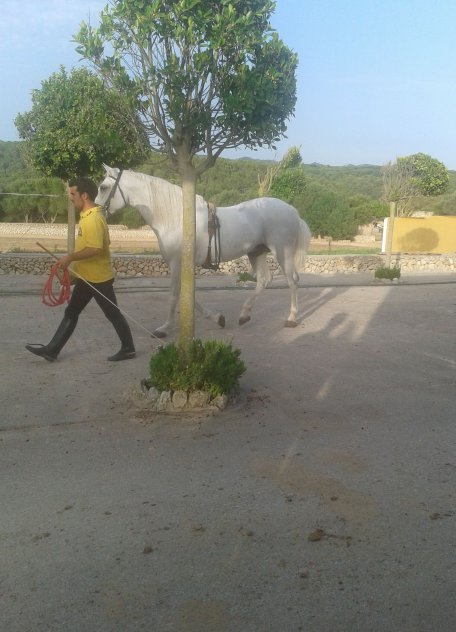 Son Martorellet Stables,minorque