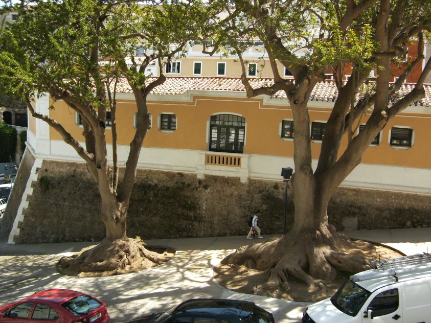 Elephant Foot Tree,minorque