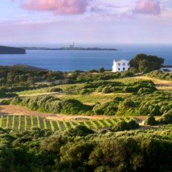 Vinya sa Cudia - Bodega