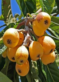 Nèfles en avril à Minorque