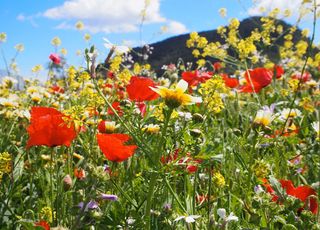 Randonnées de printemps